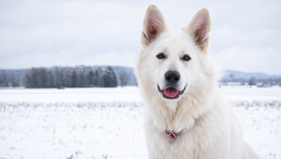 Wwk white best sale shepherds